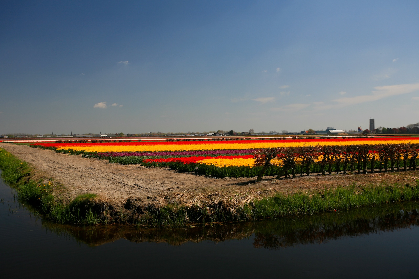 Keukenhof - field of tulips