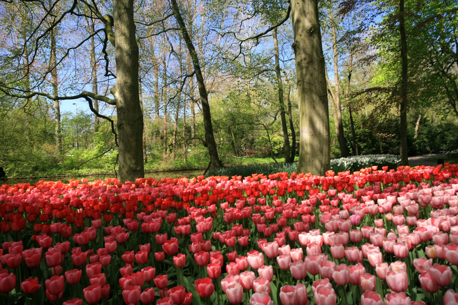 Keukefhof - tulips