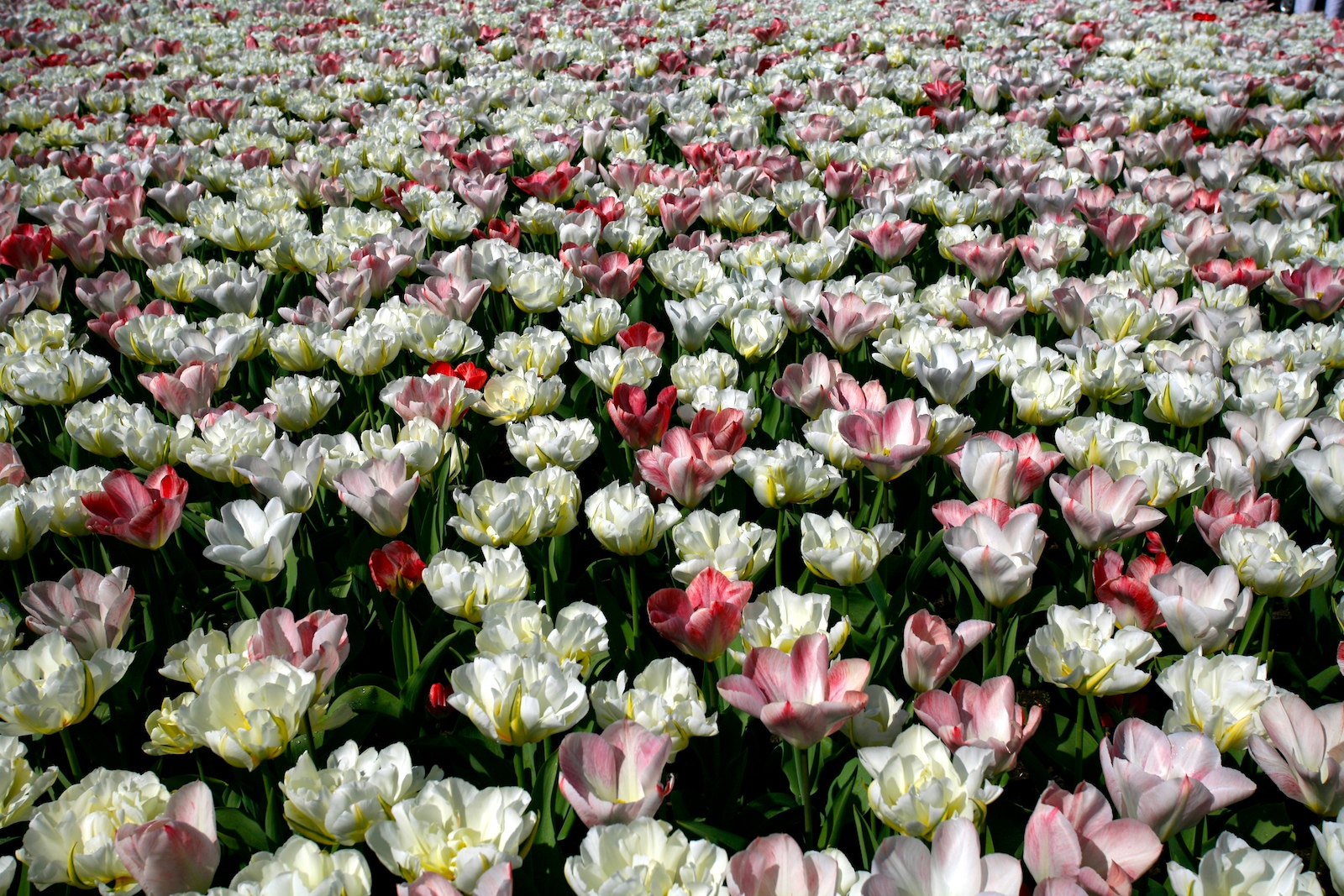 Keukefhof - tulips