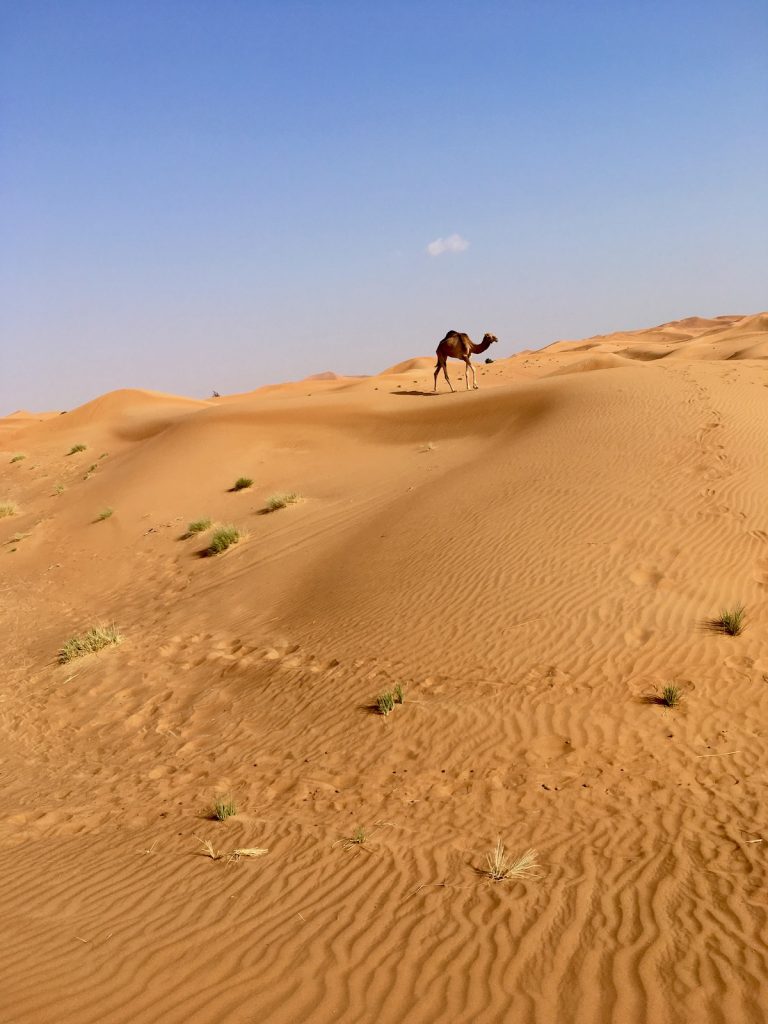 Velbloud v poušti