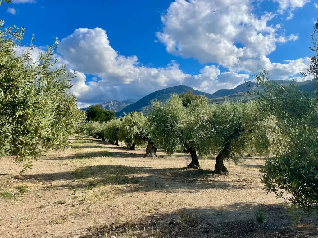 Olivovníky v Jaénu