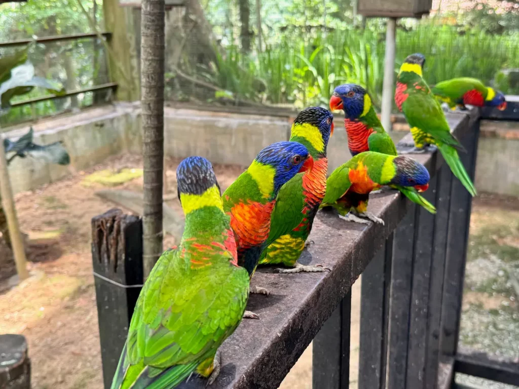 Kuala Lumpur: Papoušci v KL Bird Park